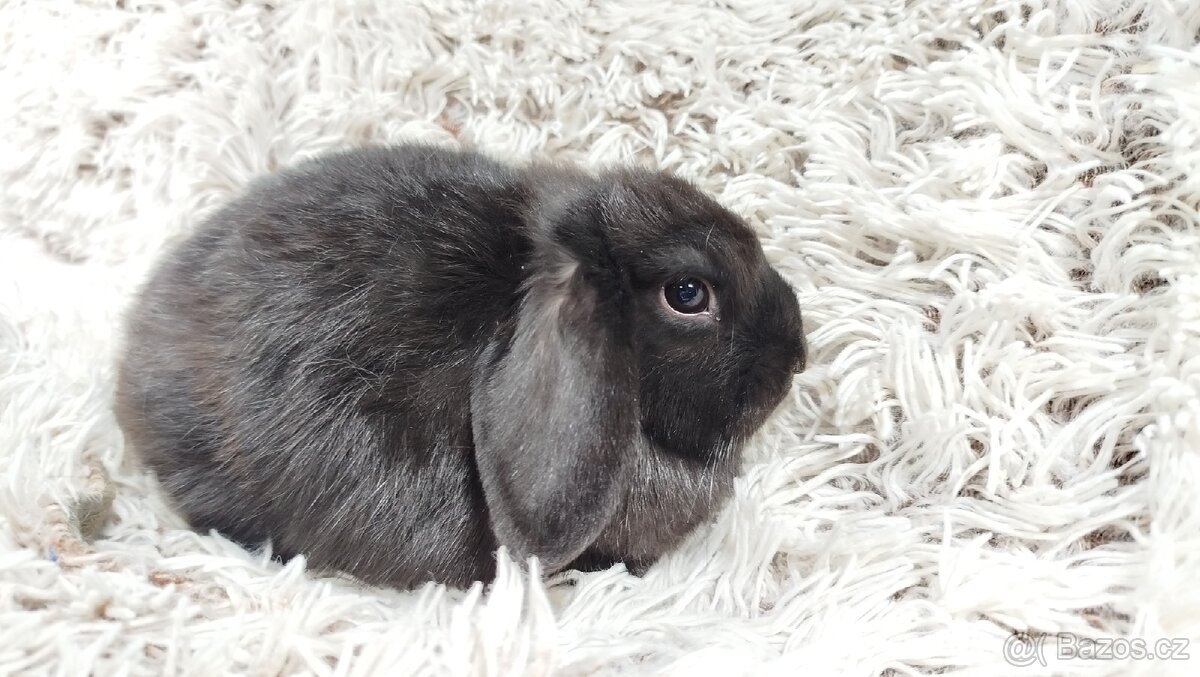 Zakrslý beránek, králíček, králík-BRUNO - 17