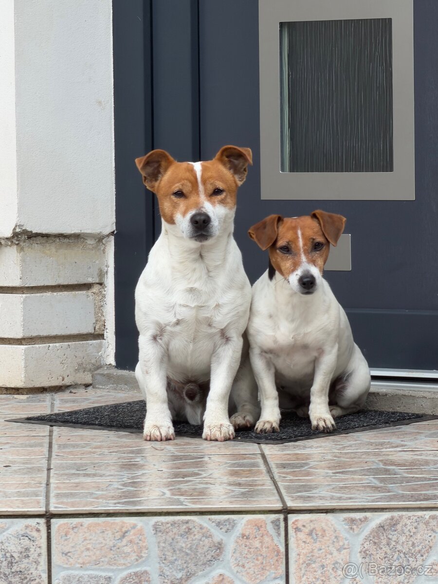 Jack Russell teriér - 17