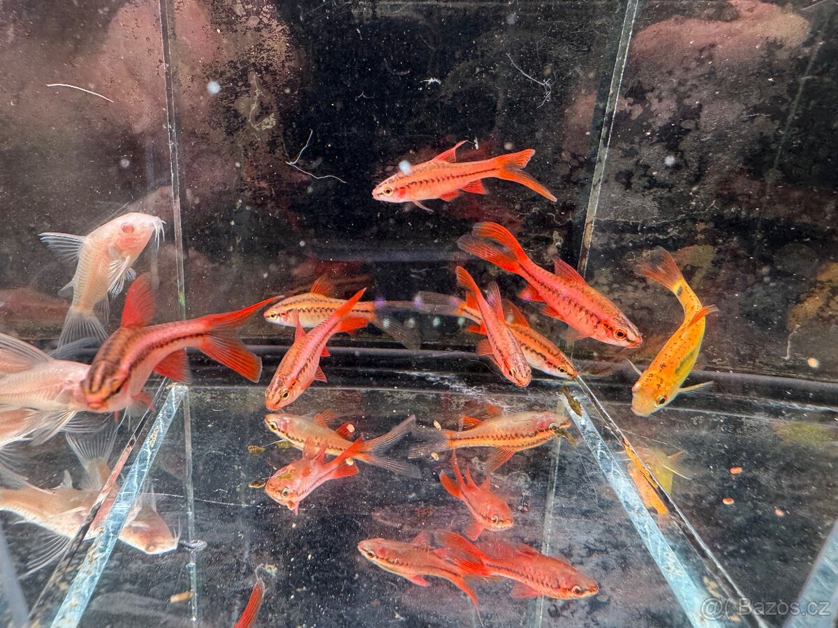 Akvarijní rybky - 17