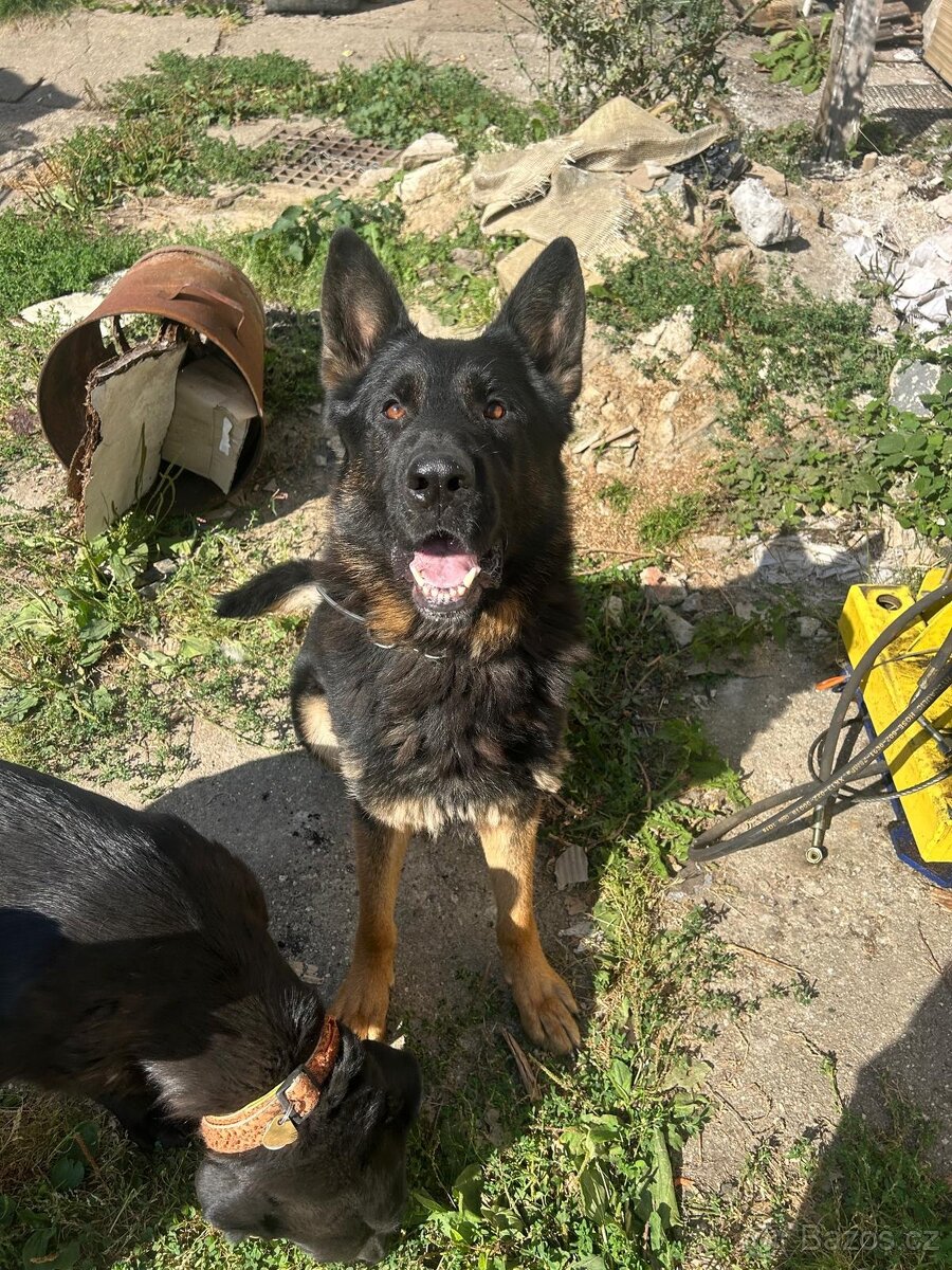 Německý ovčák - 17