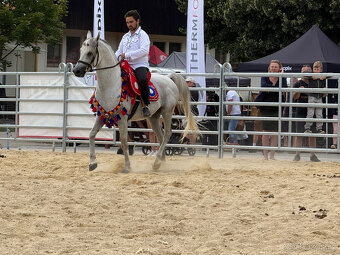 Nabízíme k prodeji arabské plnokrevníky - 17