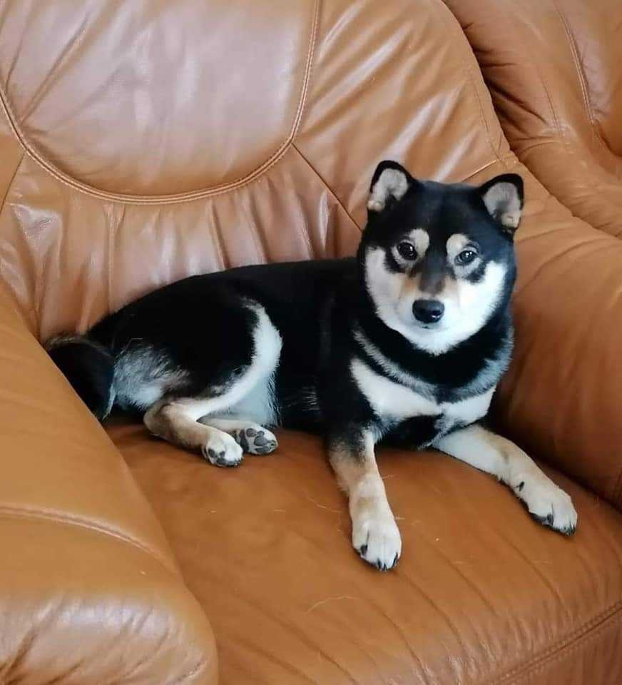 Shiba inu - 17