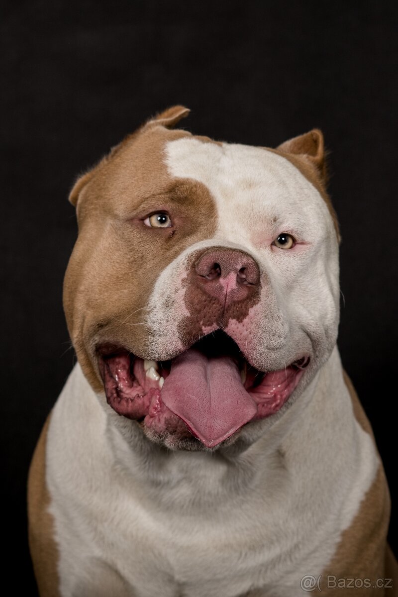 American bully xl - 17