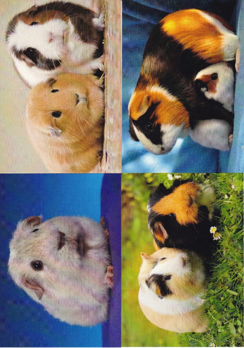 pohlednice zvířat - 17