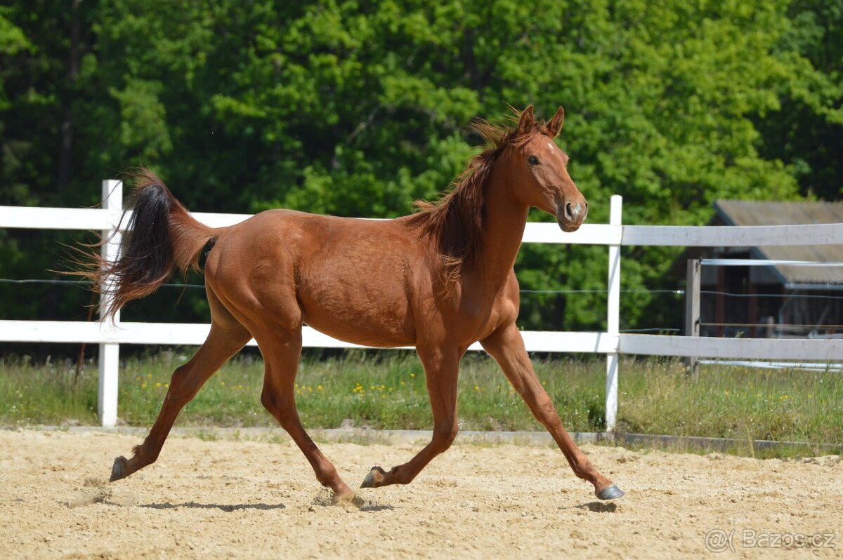 Sportovní klisna KWPN s TOP původem - 17