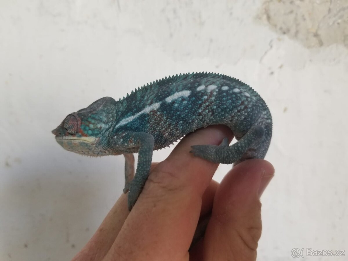 Chameleon pardáli Nosy be - 17