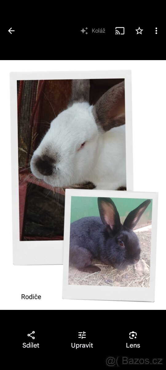 Mazlivý králíčci na prodej - 17