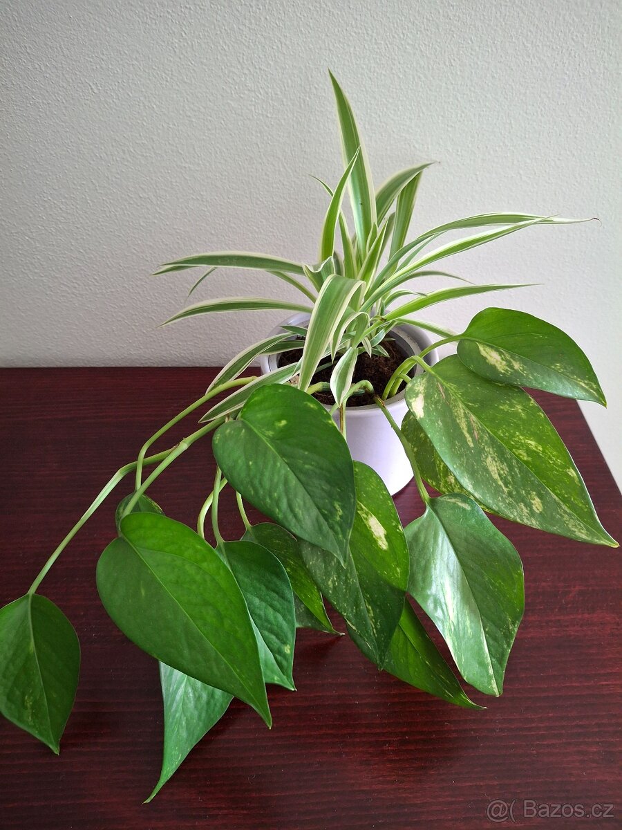 Plectrantus red + keramický obal - 17