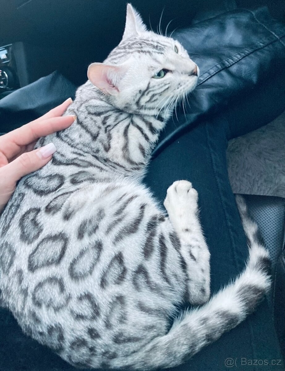 Bengálská kočka,bengálské kotě - 17