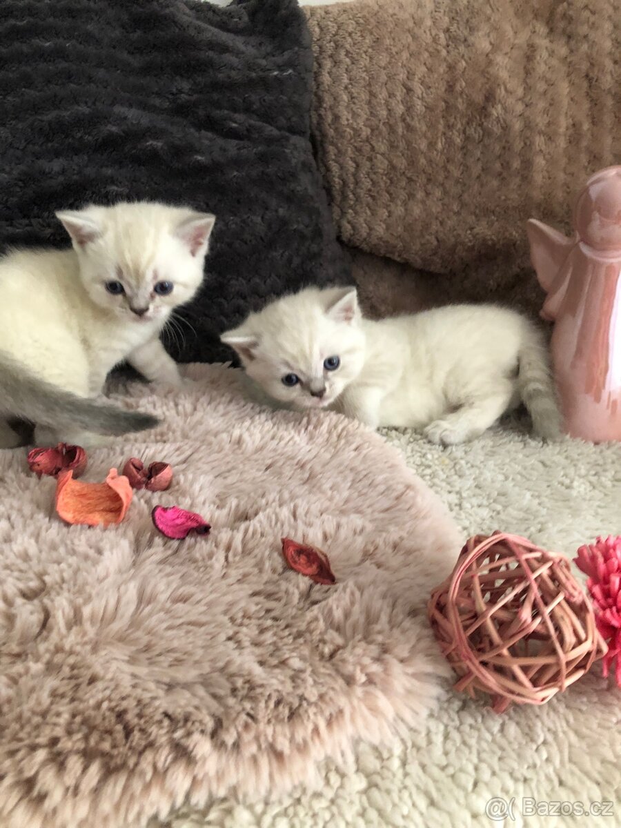 Čistokrevná britská krátkosrstá koťata po rodičích s PP - 17