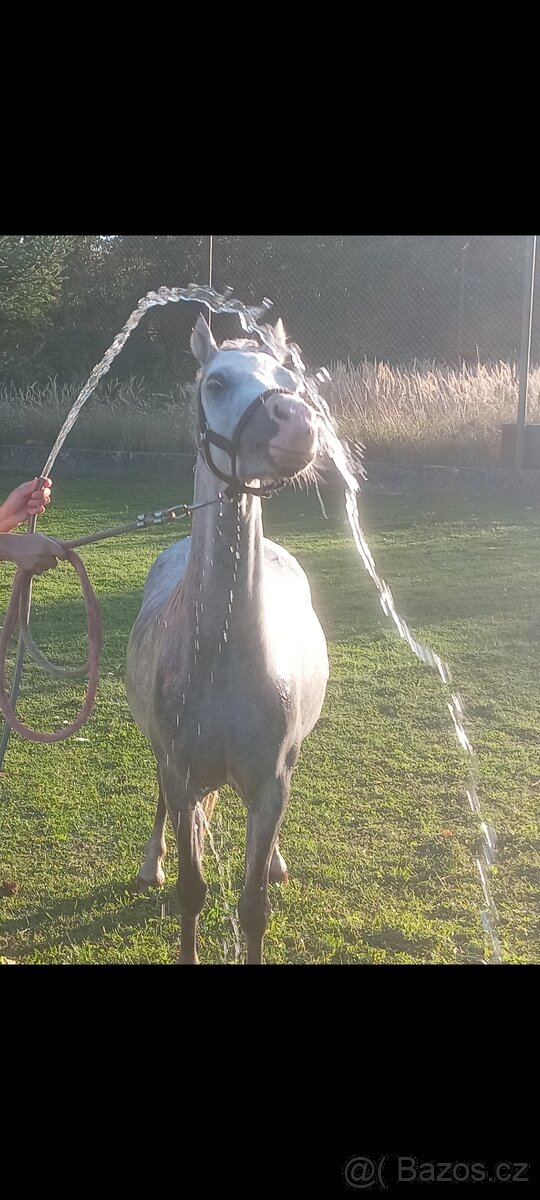 Welsh Mountain Pony - 17