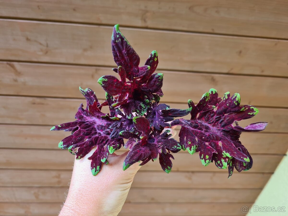 SEMENA Africká okrasná kopřiva Coleus - 17