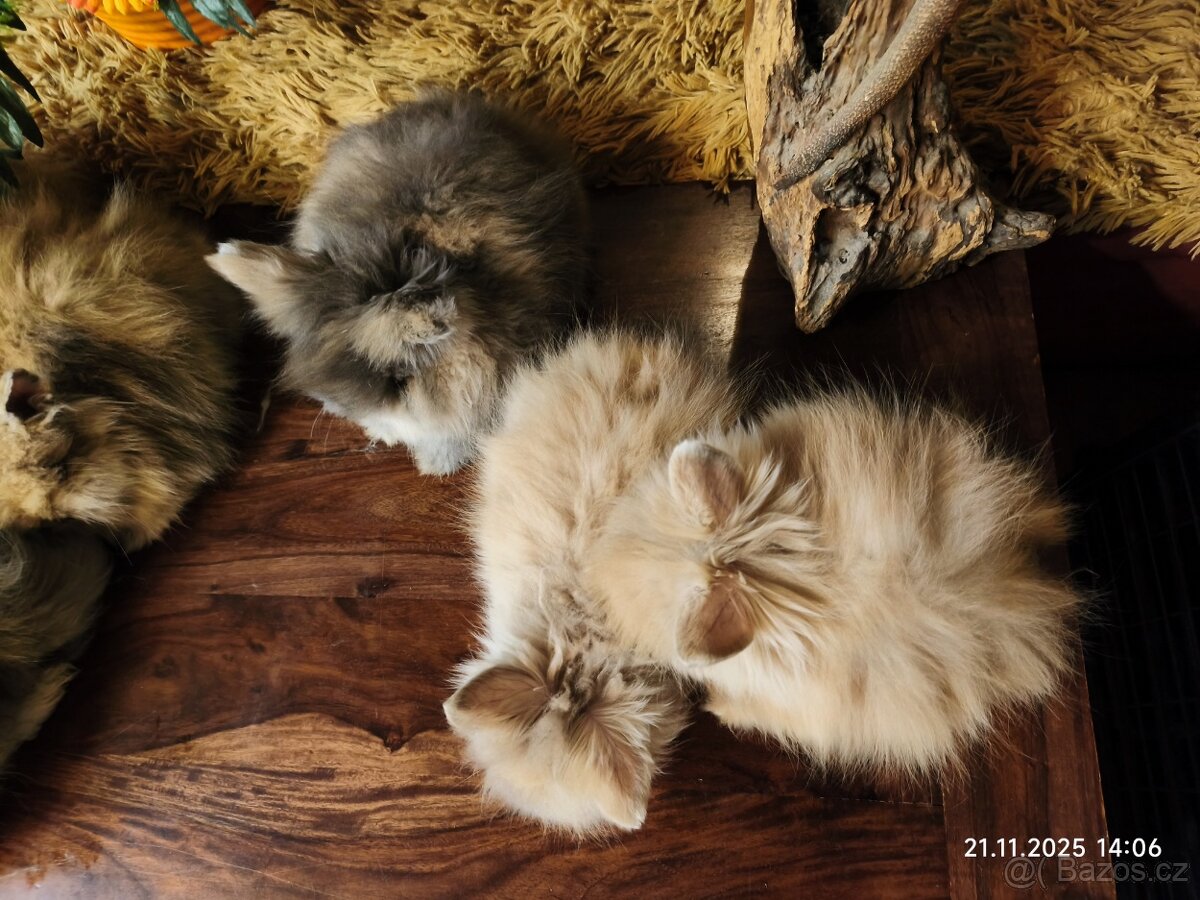 Teddy králíčci zakrslí dlouhosrstí - 17