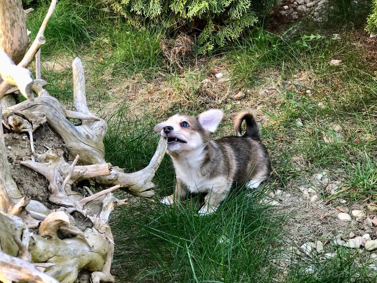 Štěně - kříženec - 17