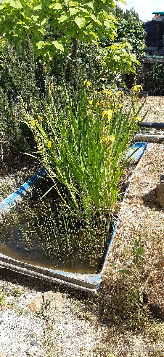 Semena vistárie a katalpy + stromky + vodní rostliny - 17