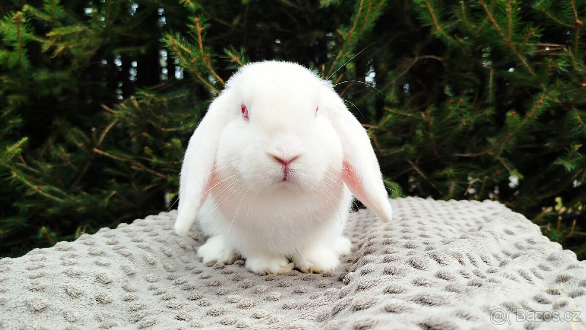 Zakrslý beránek, králík, králíček - WILLIAM - 17