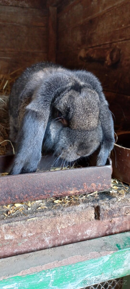 Francouzský beran - 17