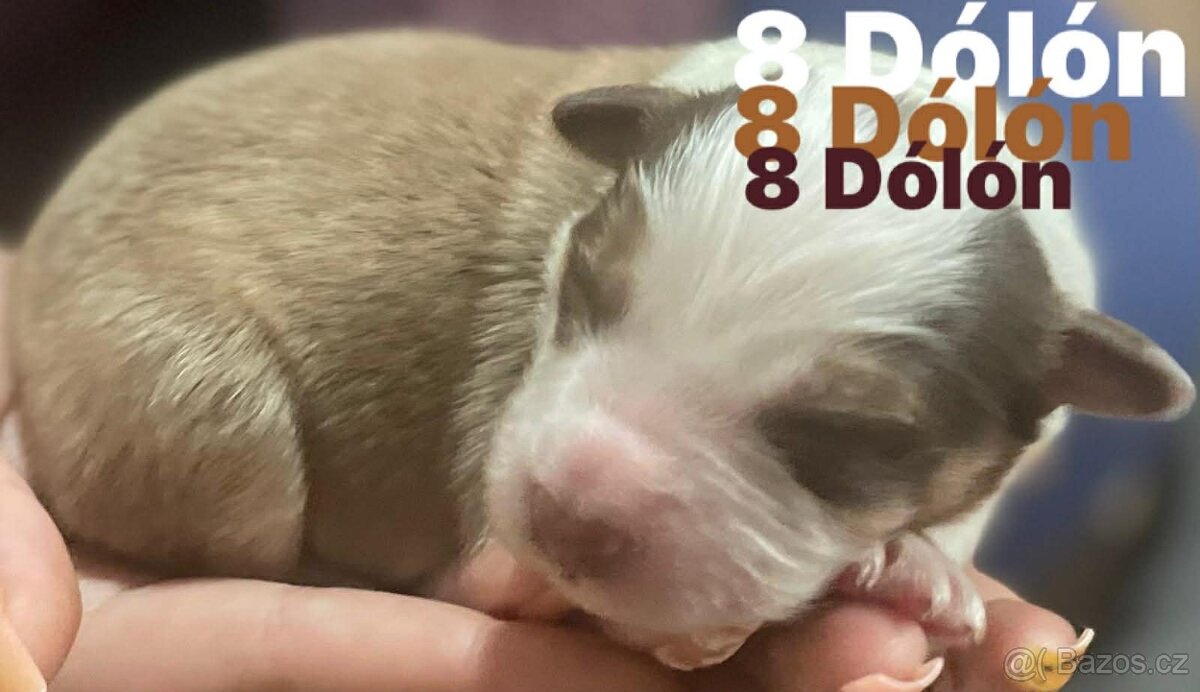 Border kolie s pp - 17