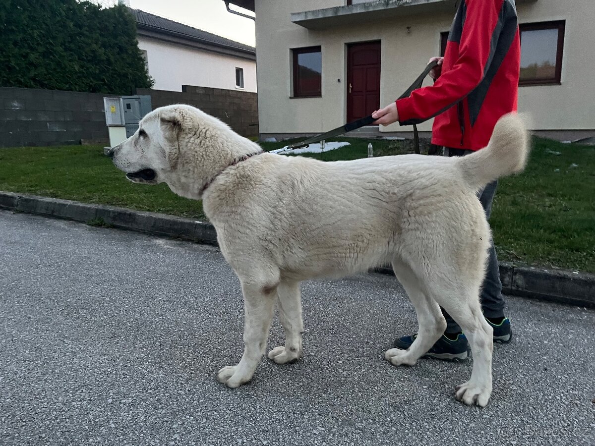 Středoasijský pastevecký pes - SAO - 17