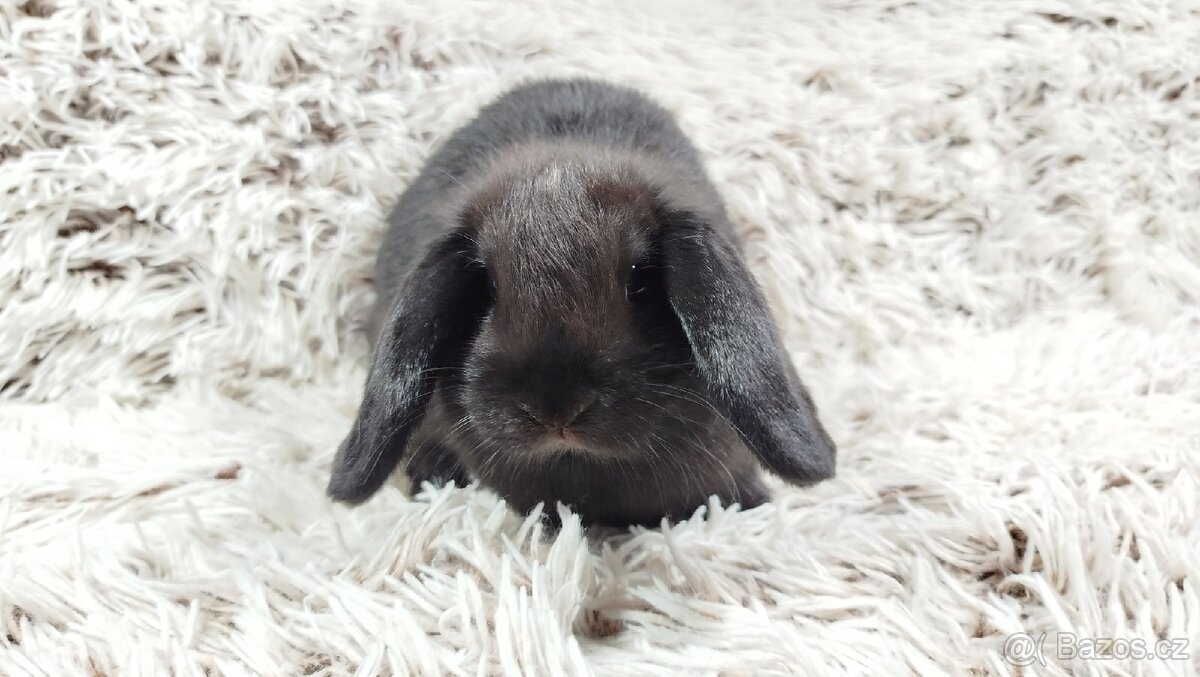 Zakrslý beránek, králíček, králík - BIBI - 17