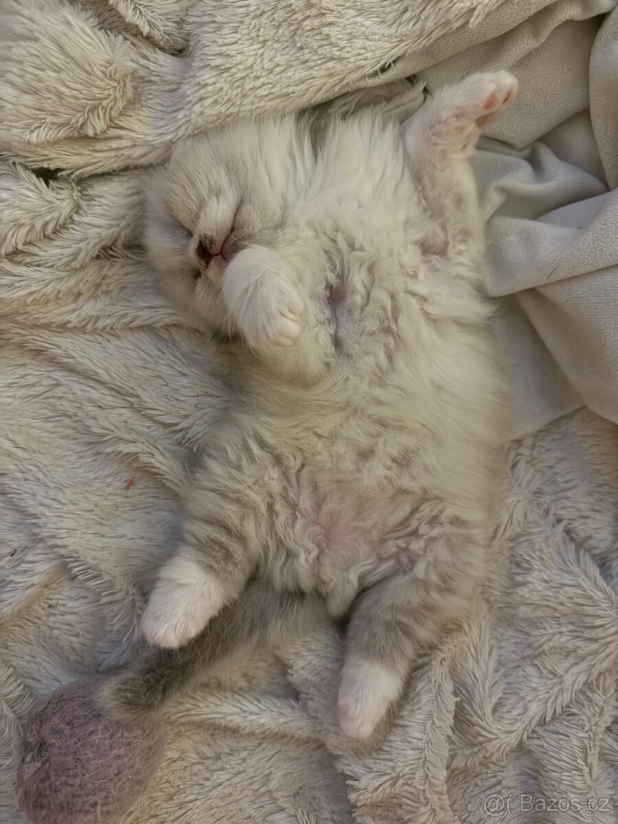 Perská činčila koťátka - 17