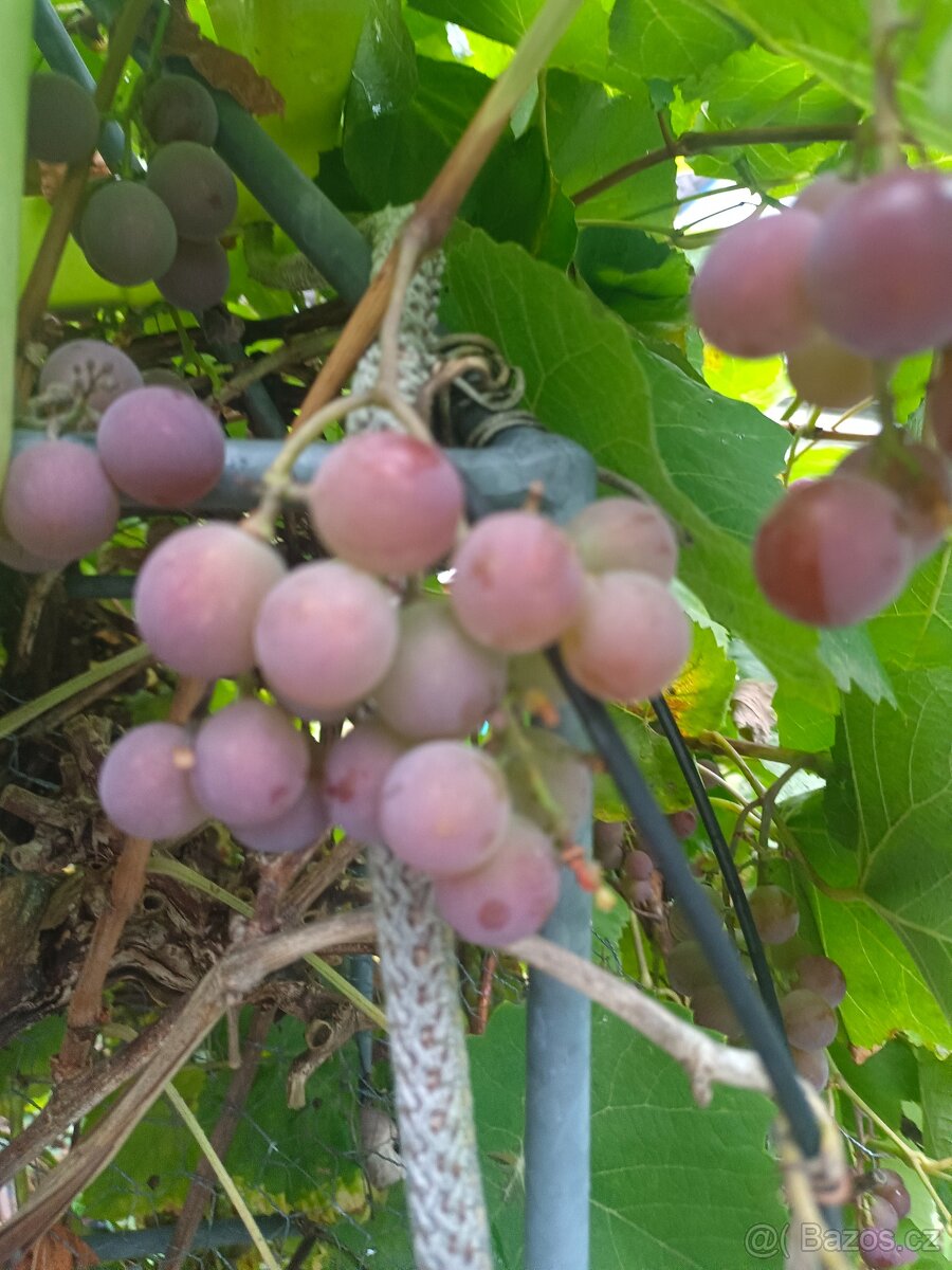 Pronájem zahrady v Plzni - Lobzy. Gril a rekreace. 1890 Kč - 17