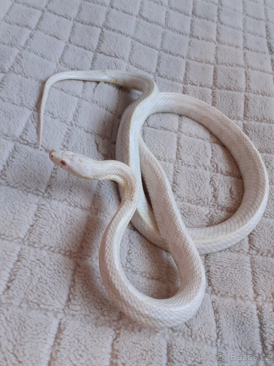 Užovky červené, krajta královská - 17