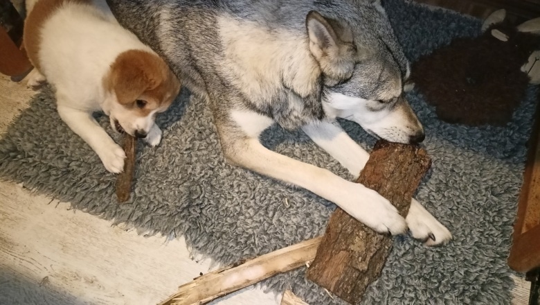 Kanaánský pes štěně s PP - 17