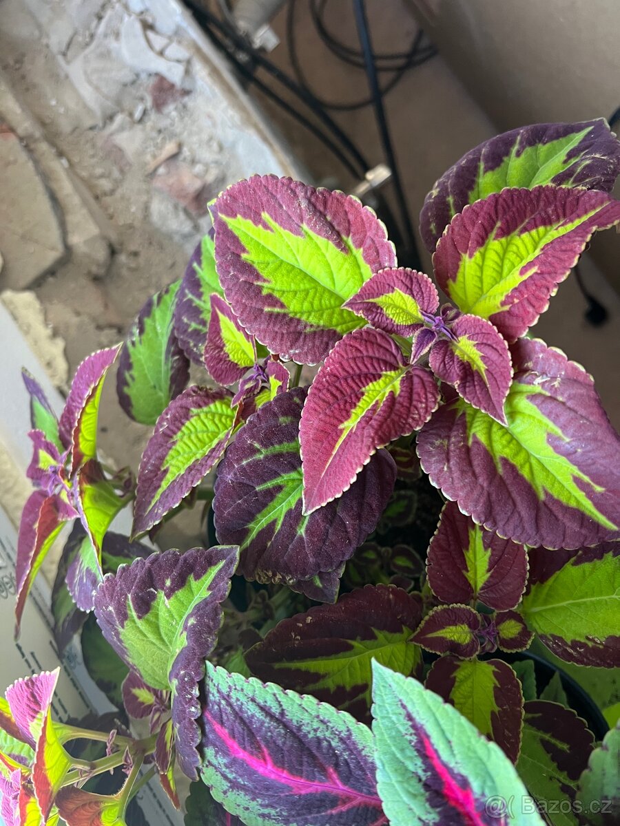 Africké kopřivy - 17