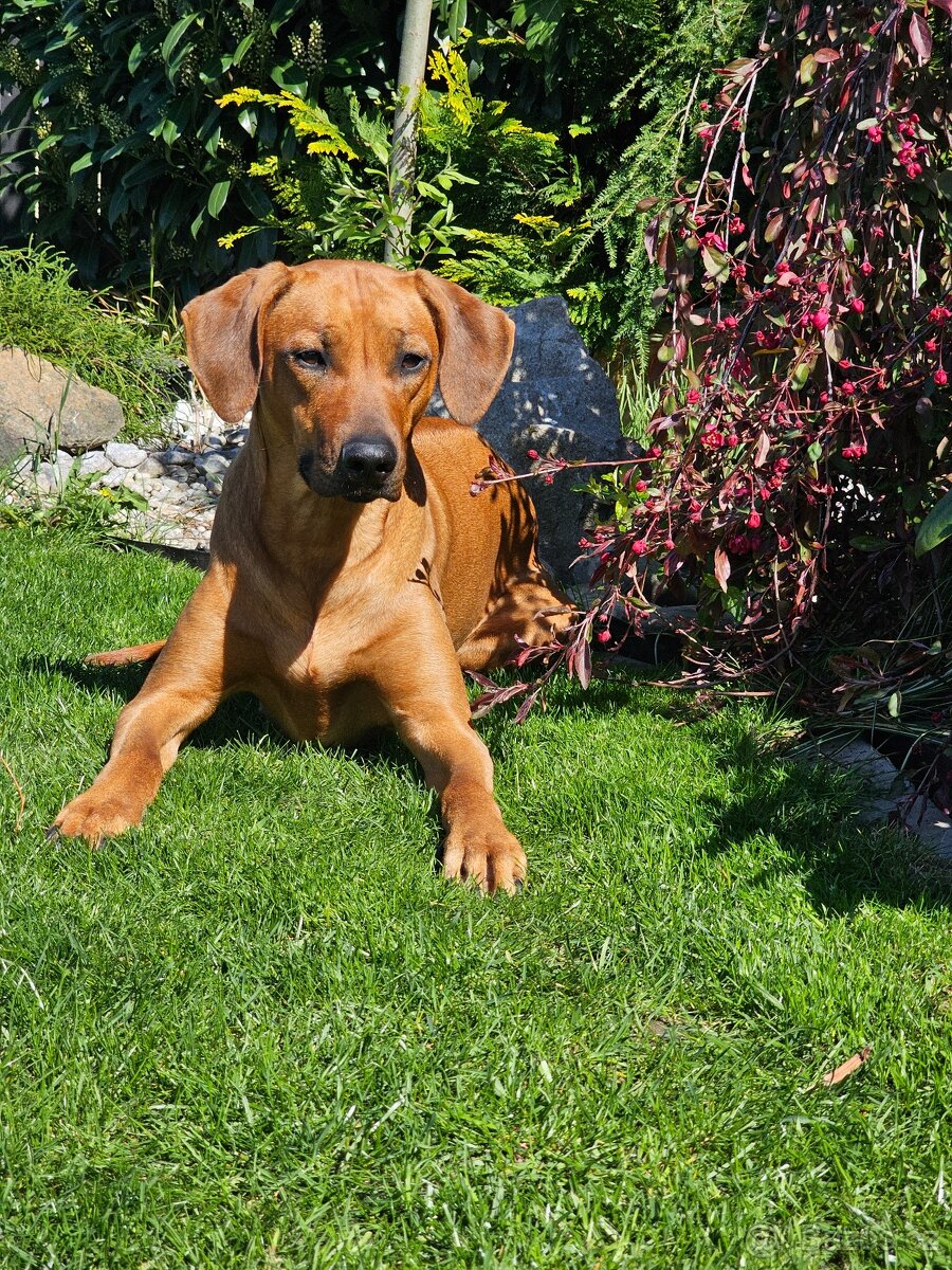 Rhodézský ridgeback s PP - 17