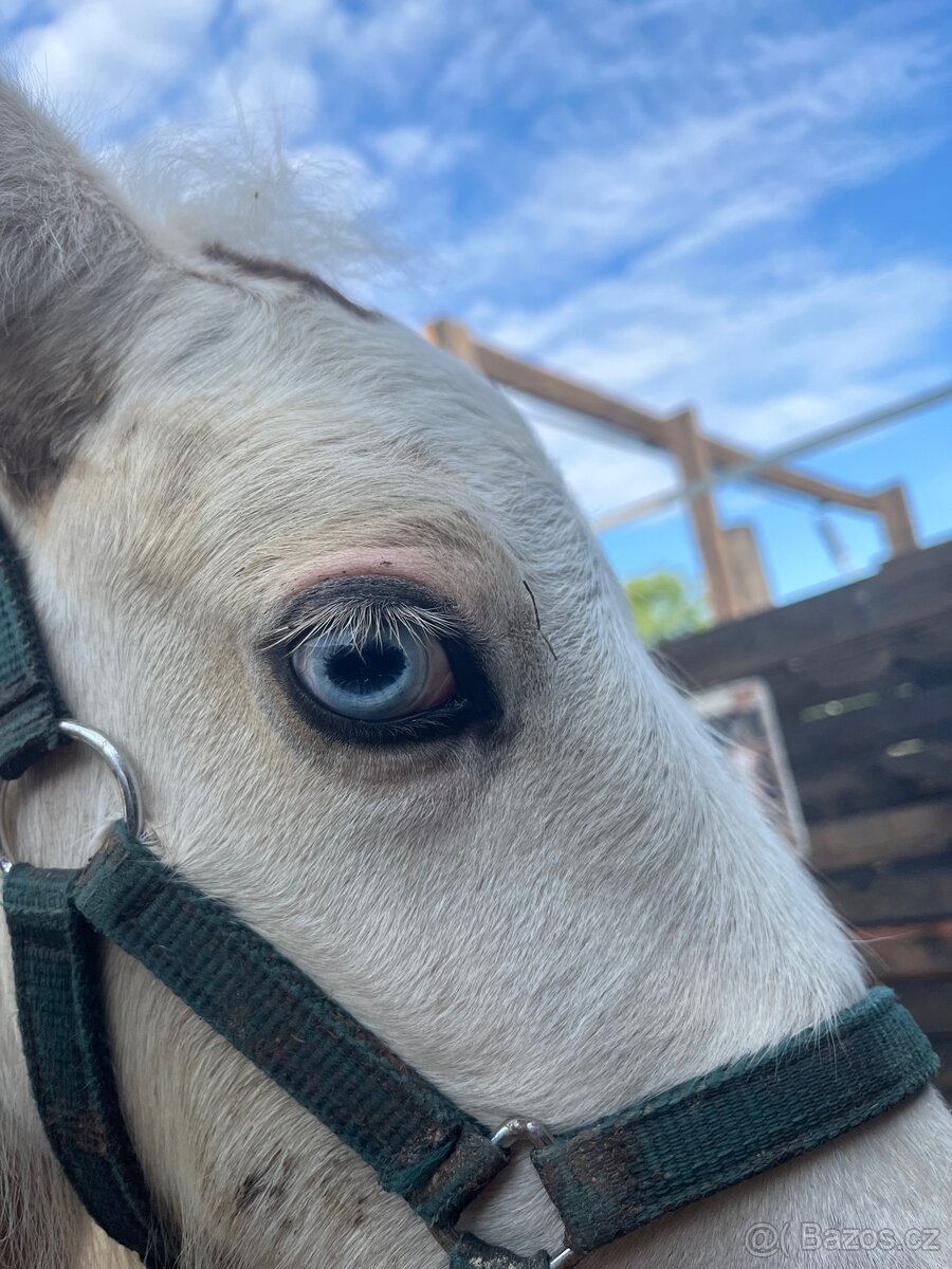 Irsky cob hrebecek - 17