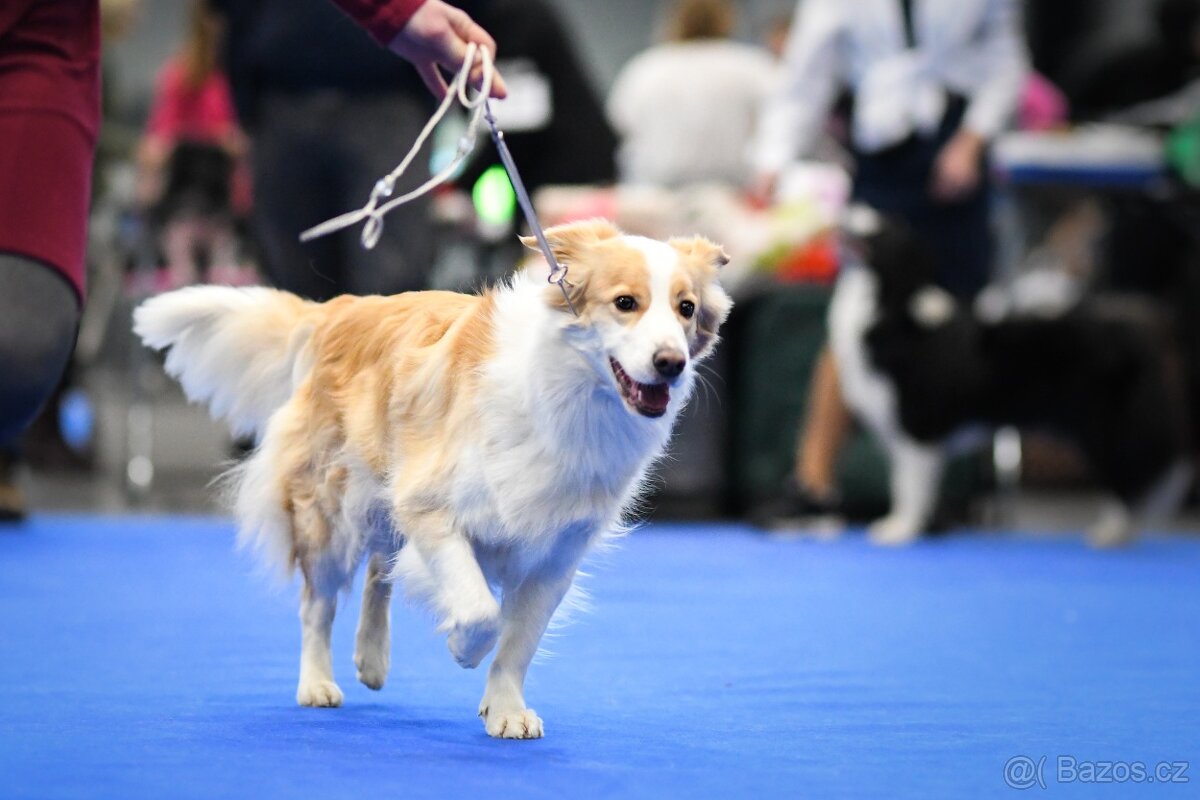 Border Kolie S PP - 17