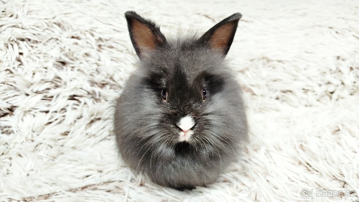Zakrslý, králík, králíček - HOLLY - 17