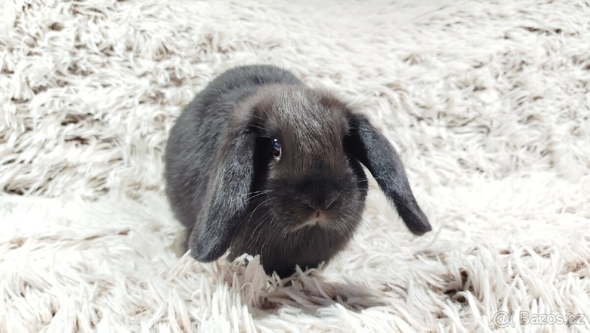 Zakrslý beránek,králík, králíček - BIBI - 17