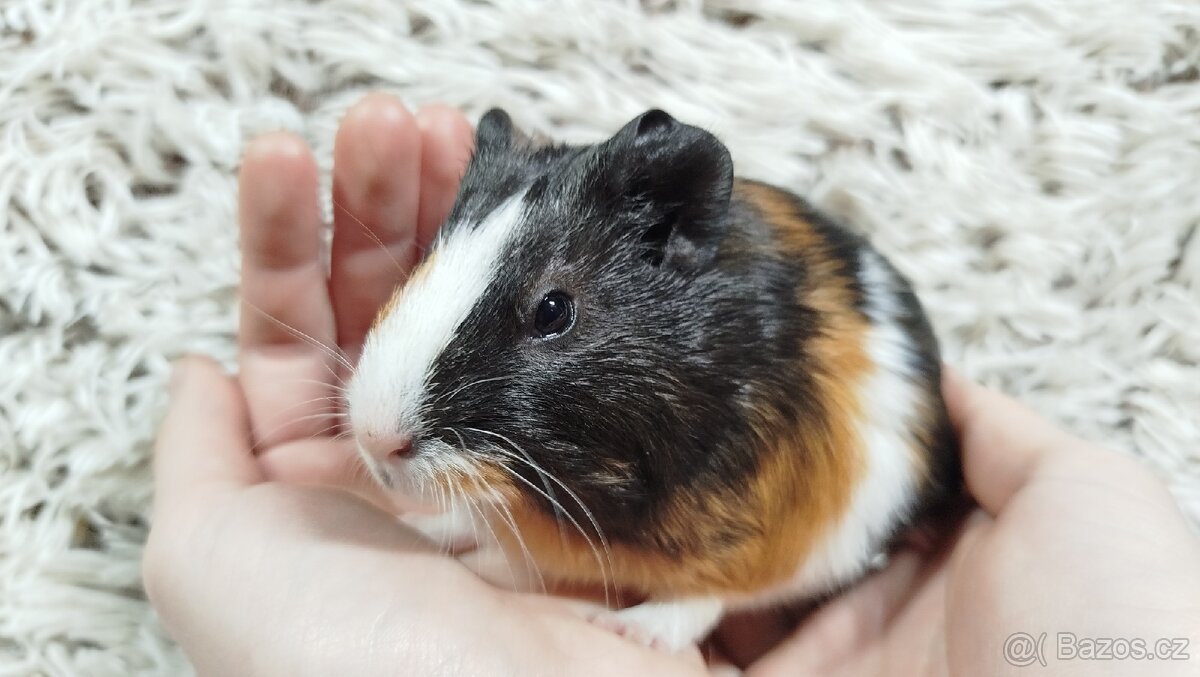 Morče, Morčata, Morčátko, Morčátka - JUSTÝNA A JESSIE - 17