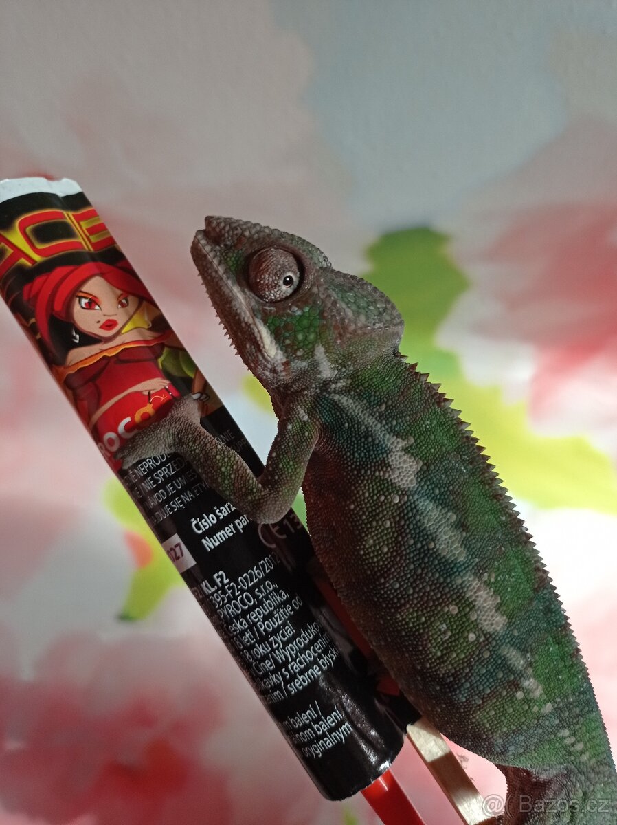 Chameleon pardáli - 17