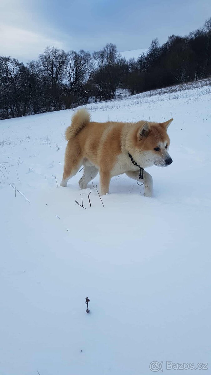 Akita inu šteňátka - 17