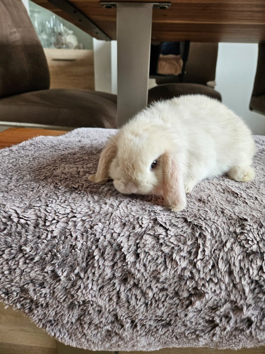Zakrslý králík - 17