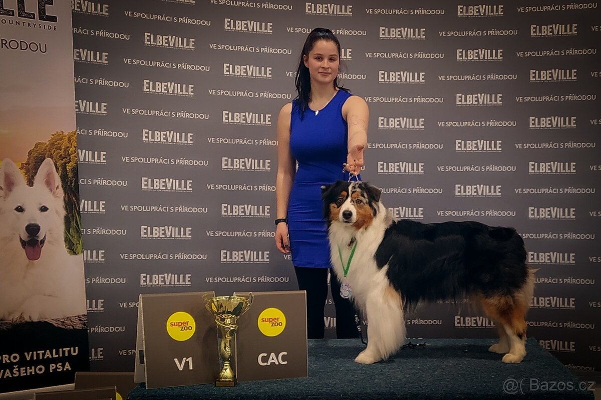 Australských ovčák s PP - 17