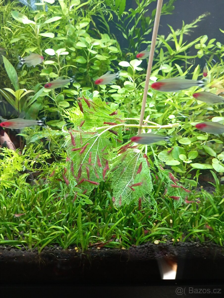 Akvarijní rostlinky a krevetky Red Cherry - 17