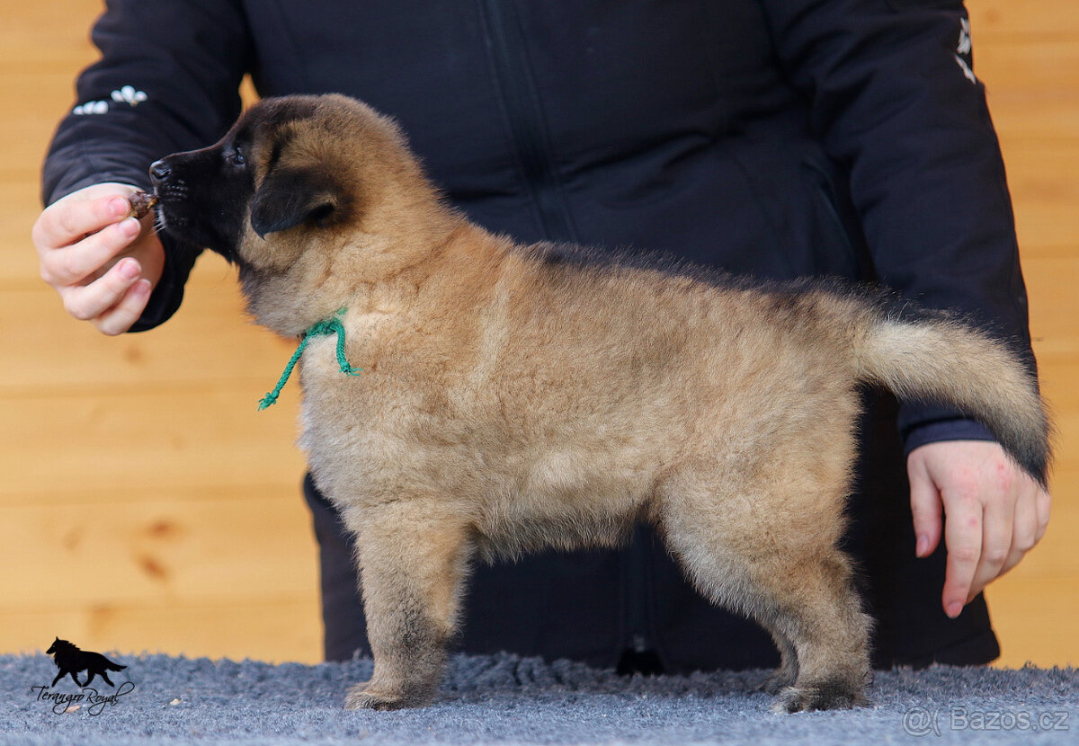 Belgický ovčák Tervueren - štěňátka s PP - kluci - 17