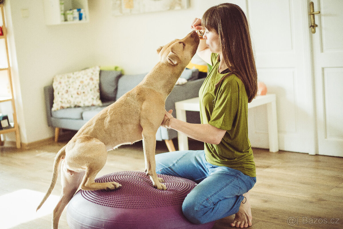 Americký pitbull teriér štěňata s PP - 17