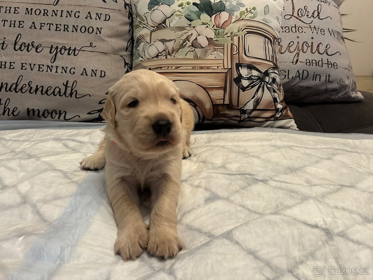 Prodam štěňata zlateho retrivra - 17