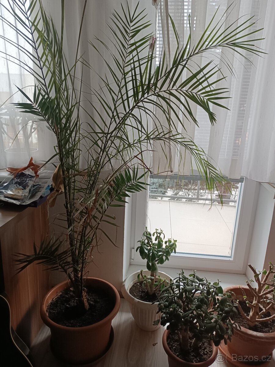 Prodám tlustice + palmy + jiné rostliny - 17