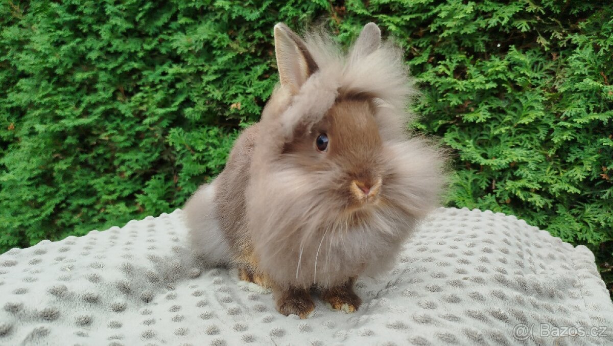 Zakrslý králík, králíček -(lvíček)-NATANIEL - 17