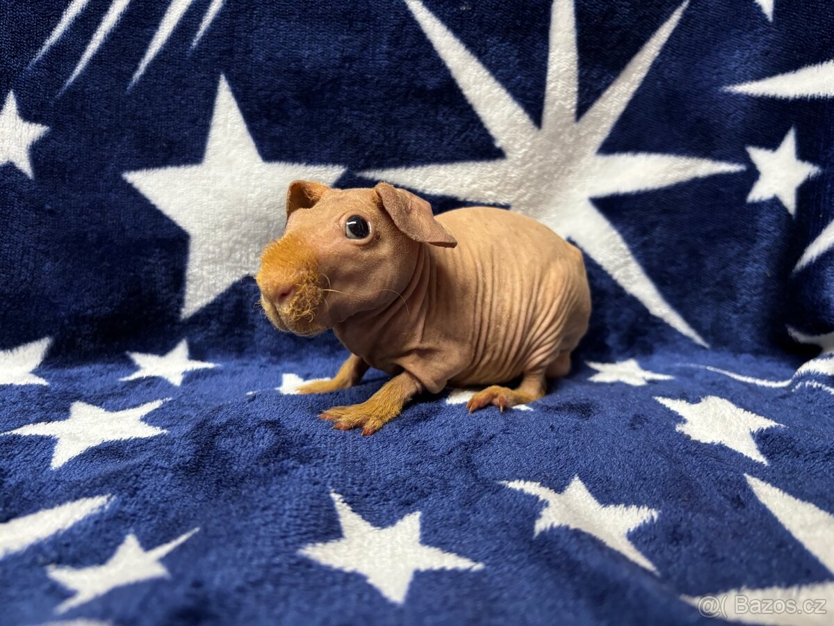 Skinny morče s PP - 17