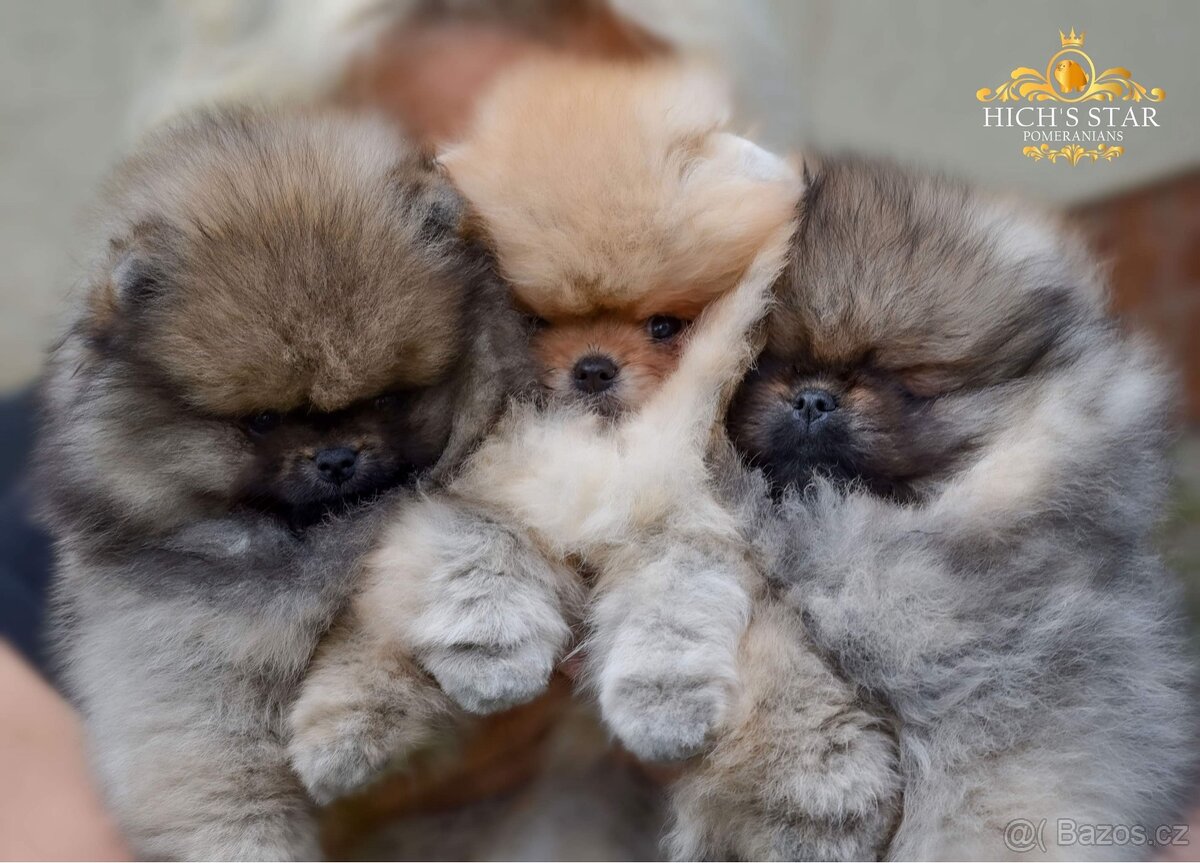 Pomeranian s PP FCI - 17