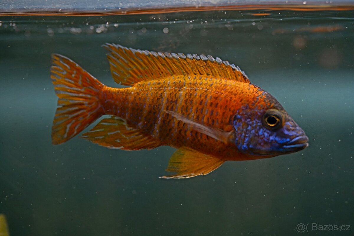 Malawi tlamovci - 17