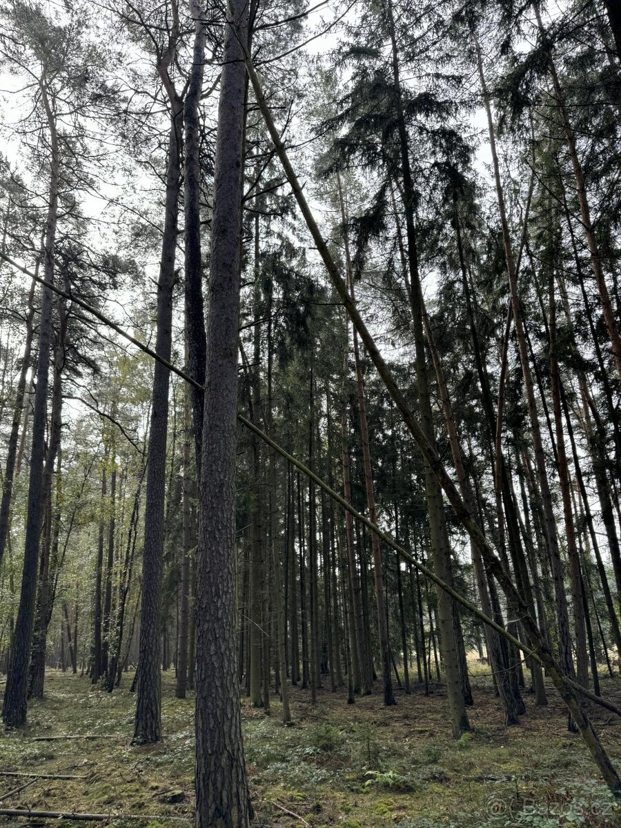 Prodám lesní pozemek v k.ú. Žichlice u Hromnic - 17