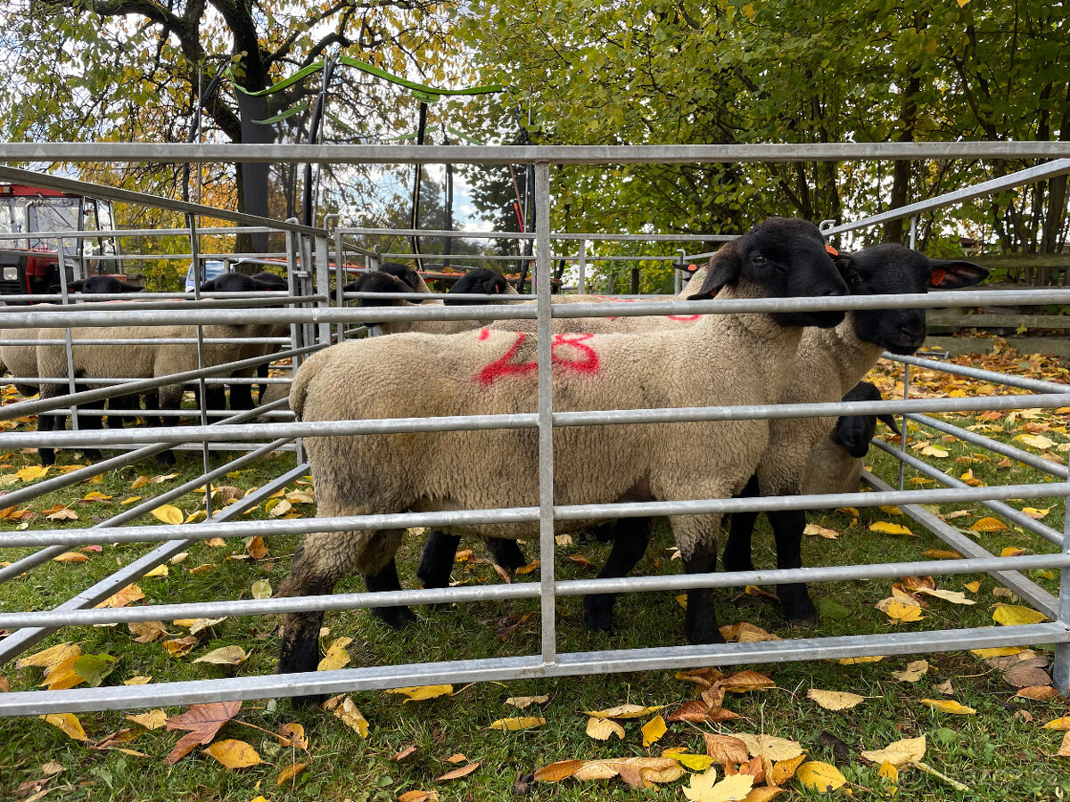 Plemenné beránky Suffolk - 17